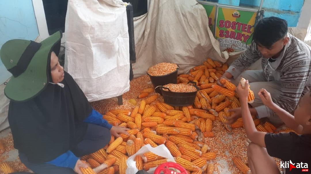 Harga Jagung Pakan Ternak Naik, Sri Wahyuni : Lahan Kita Terbatas